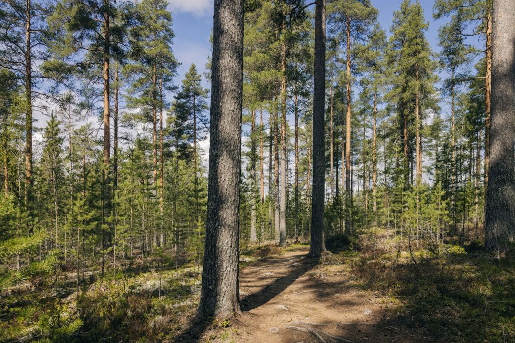 Havupuumetsä.