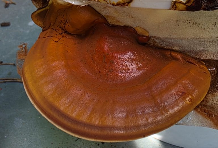 Brown roundish mushroom growing from sheet like substance